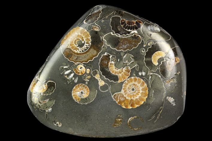 Polished Ammonite (Promicroceras) Fossil - Marston Magna Marble #129304